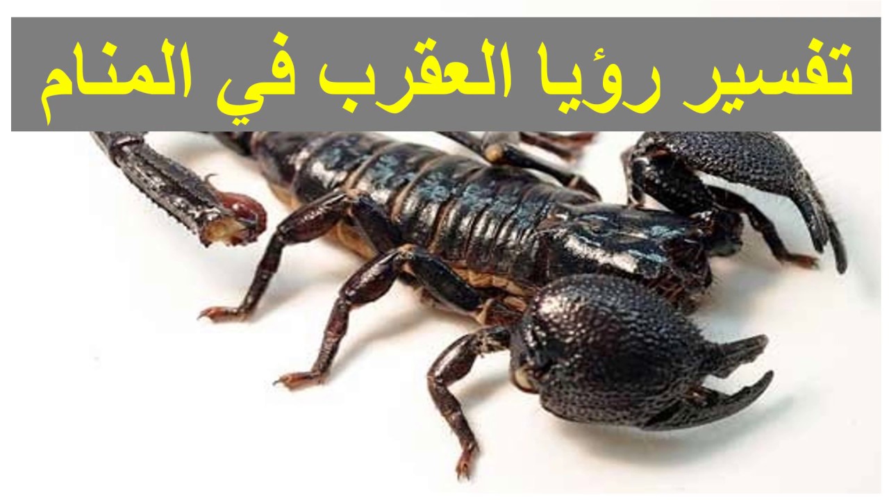 تفسير العقرب في المنام