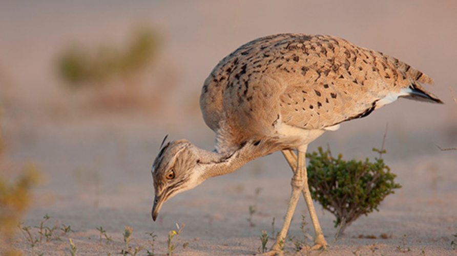 طائر الحبارى