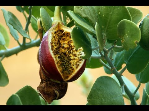 فوائد فاكهة الشفلح