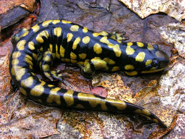 سمندل النمر