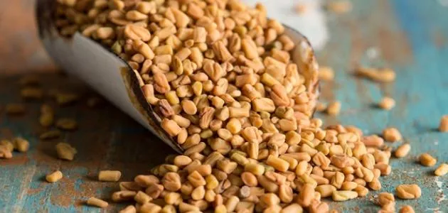 فوائد حب الهريس