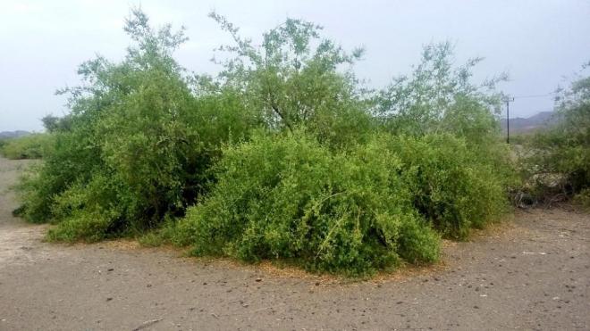 فوائد ورق الاراك للجنس
