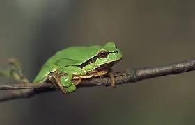 ضفدع الشجر الاوربي