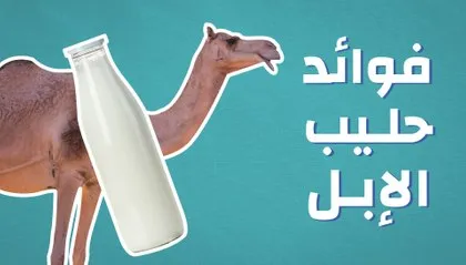 فوائد حليب الابل