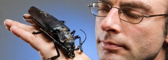 خنفساء التيتان الحشرة العملاقة