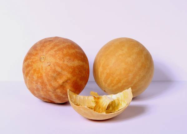 فوائد الحنظل للجنس