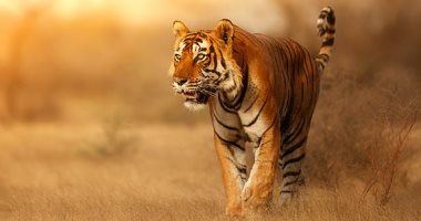 معلومات غريبة عن النمور