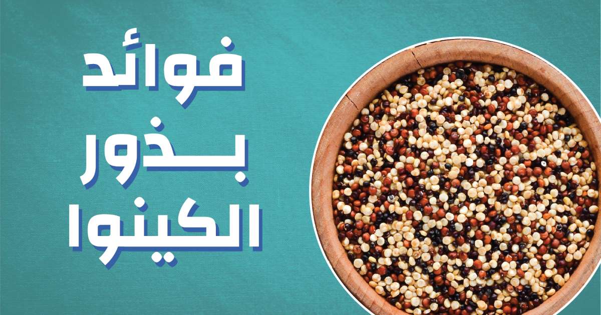 فوائد بذور الكينوا