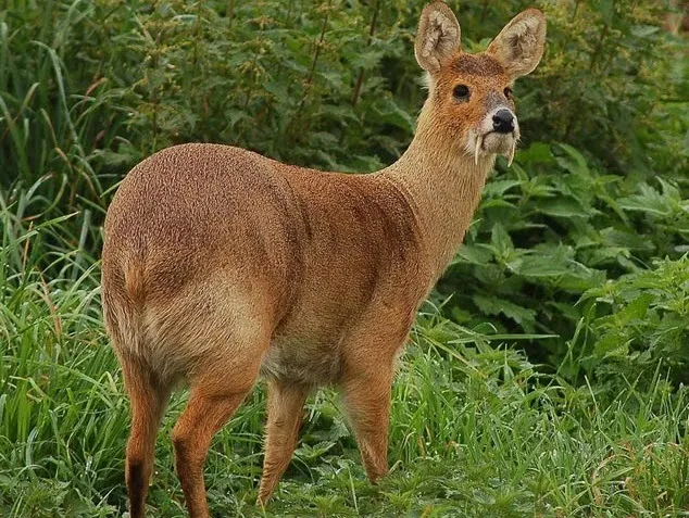 غزال المسك السيبيري