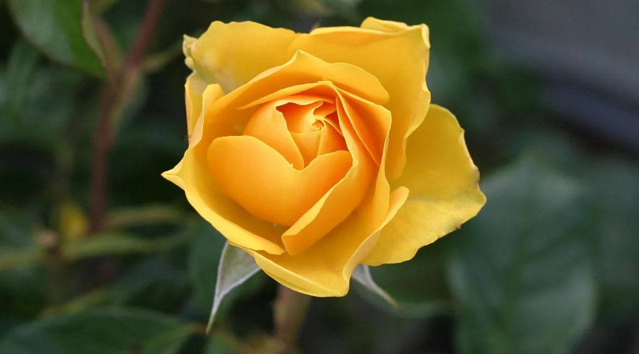 الزهور النادرة