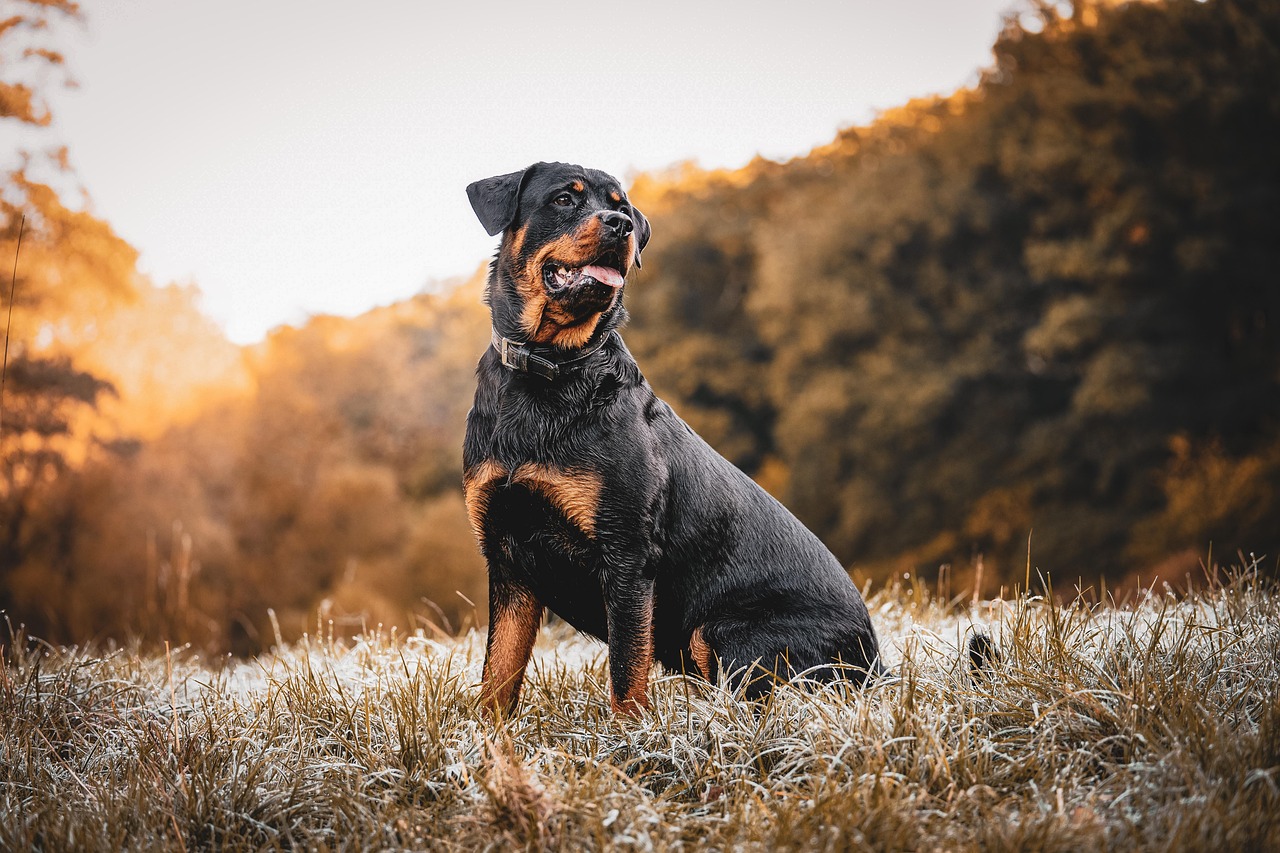 ابن اوى